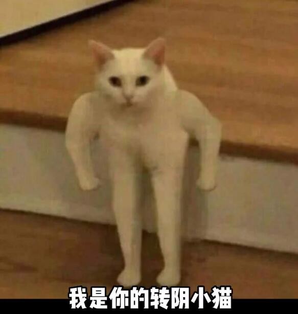 《抖音》转阴小猫梗的意思介绍