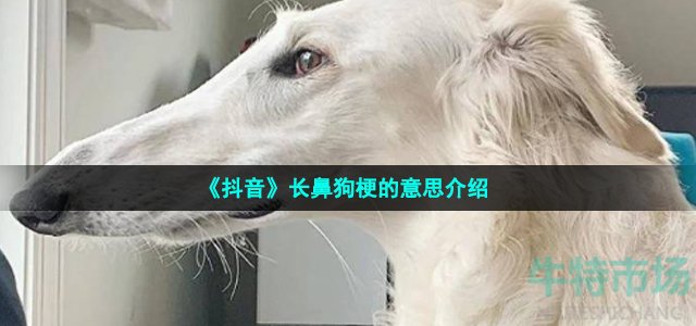 《抖音》长鼻狗梗的意思介绍